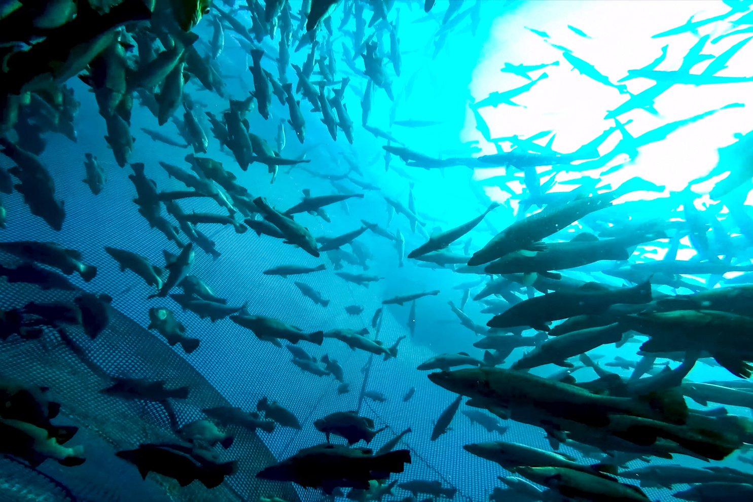 Flock of Fish inside the Fish Farm