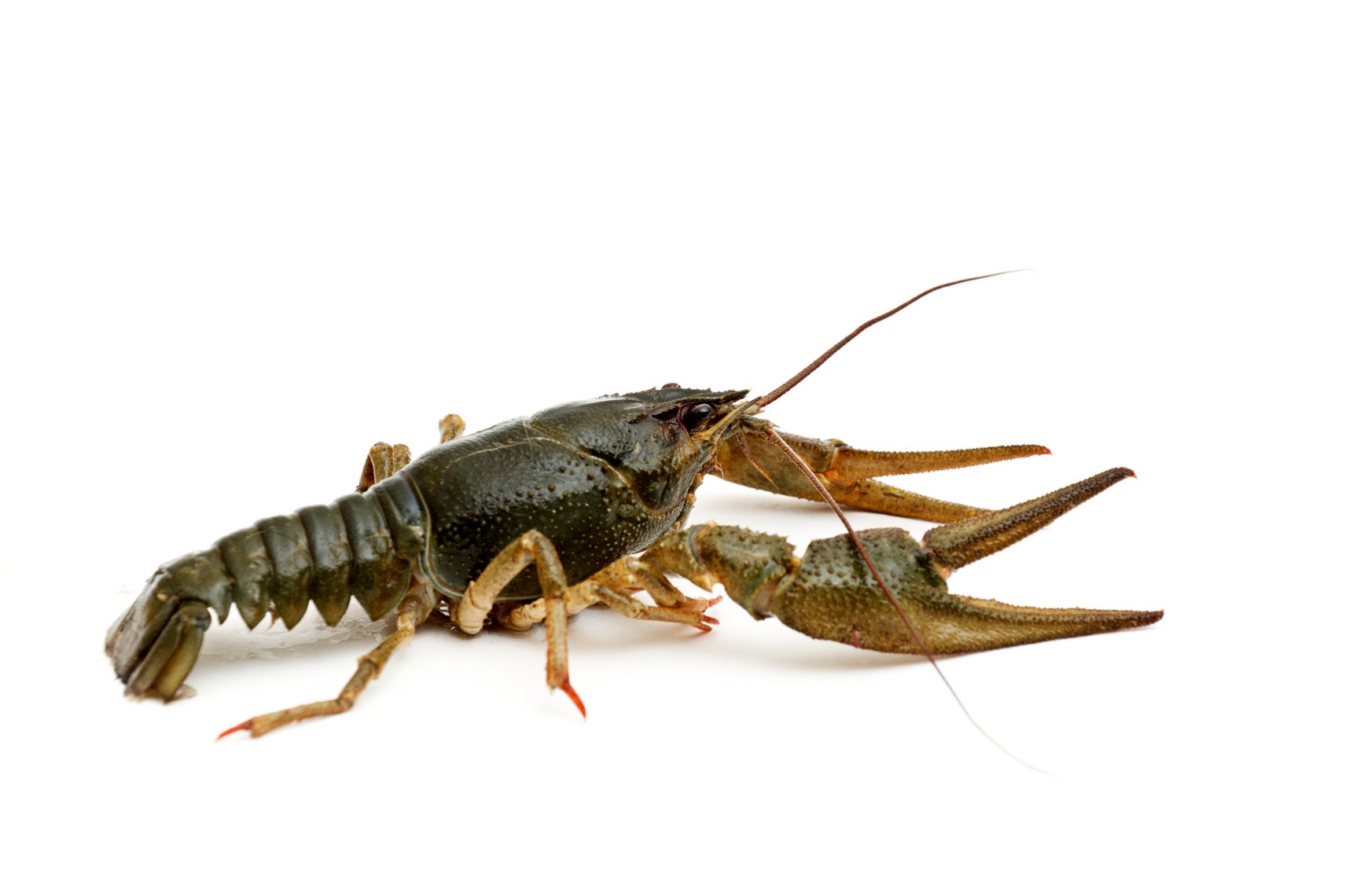 Crayfish